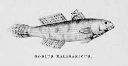 Plancia ëd Stenogobius gymnopomus (Bleeker 1853)