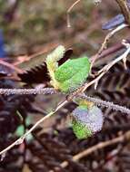 Image of Dampiera hederacea R. Br.