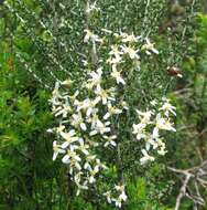 Olearia resmi