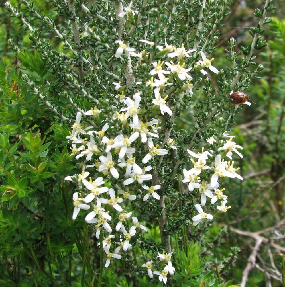 Olearia resmi