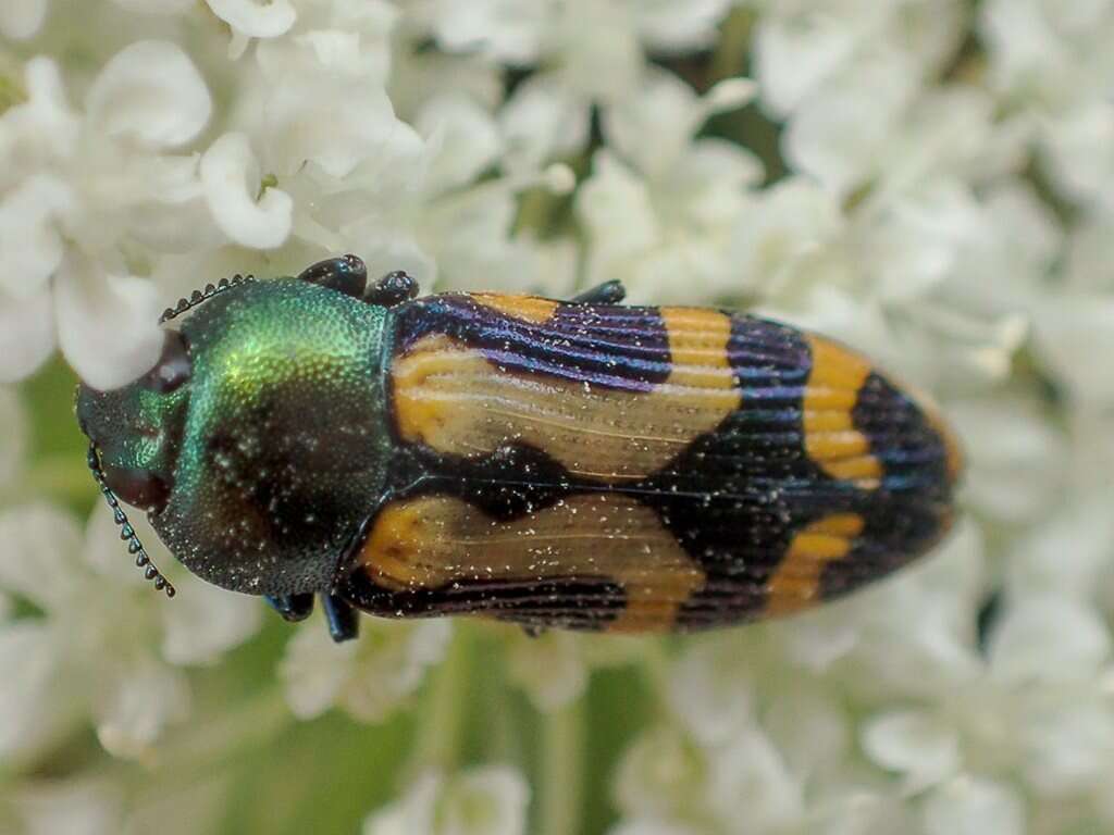 Sivun Castiarina flavopicta (Boisduval 1835) kuva