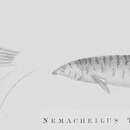 Image of Mesonoemacheilus