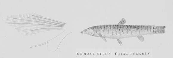 Image of Mesonoemacheilus