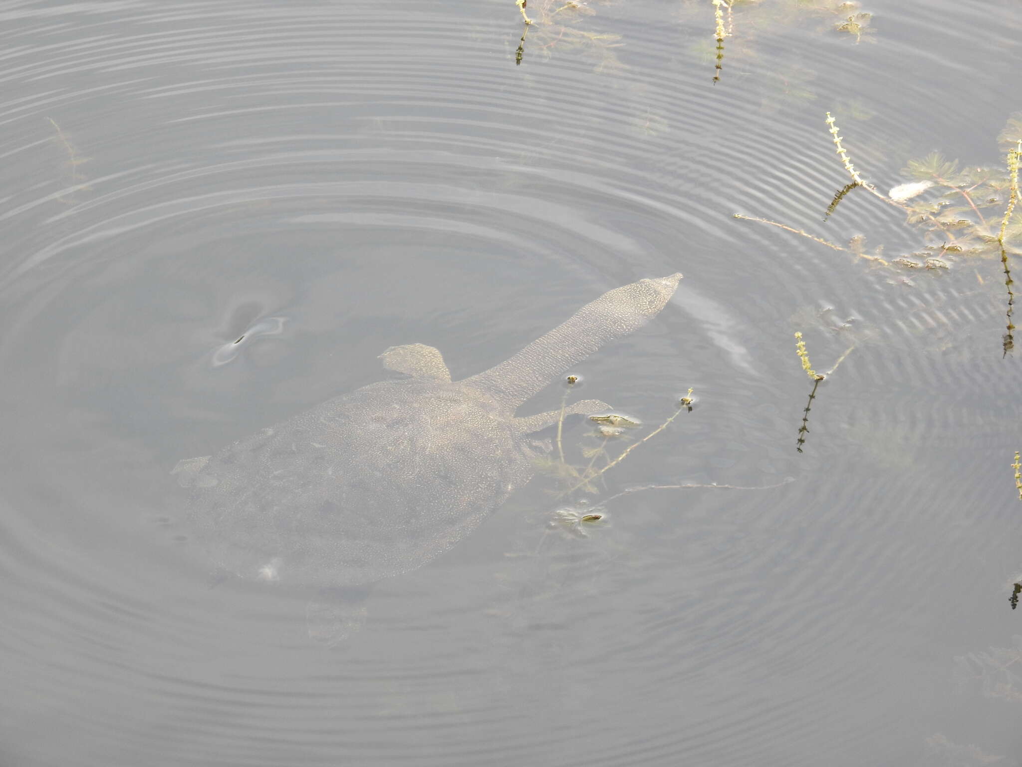 Image of Northern Chinese softshell turtle