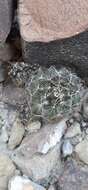 Image of Nickels' cactus