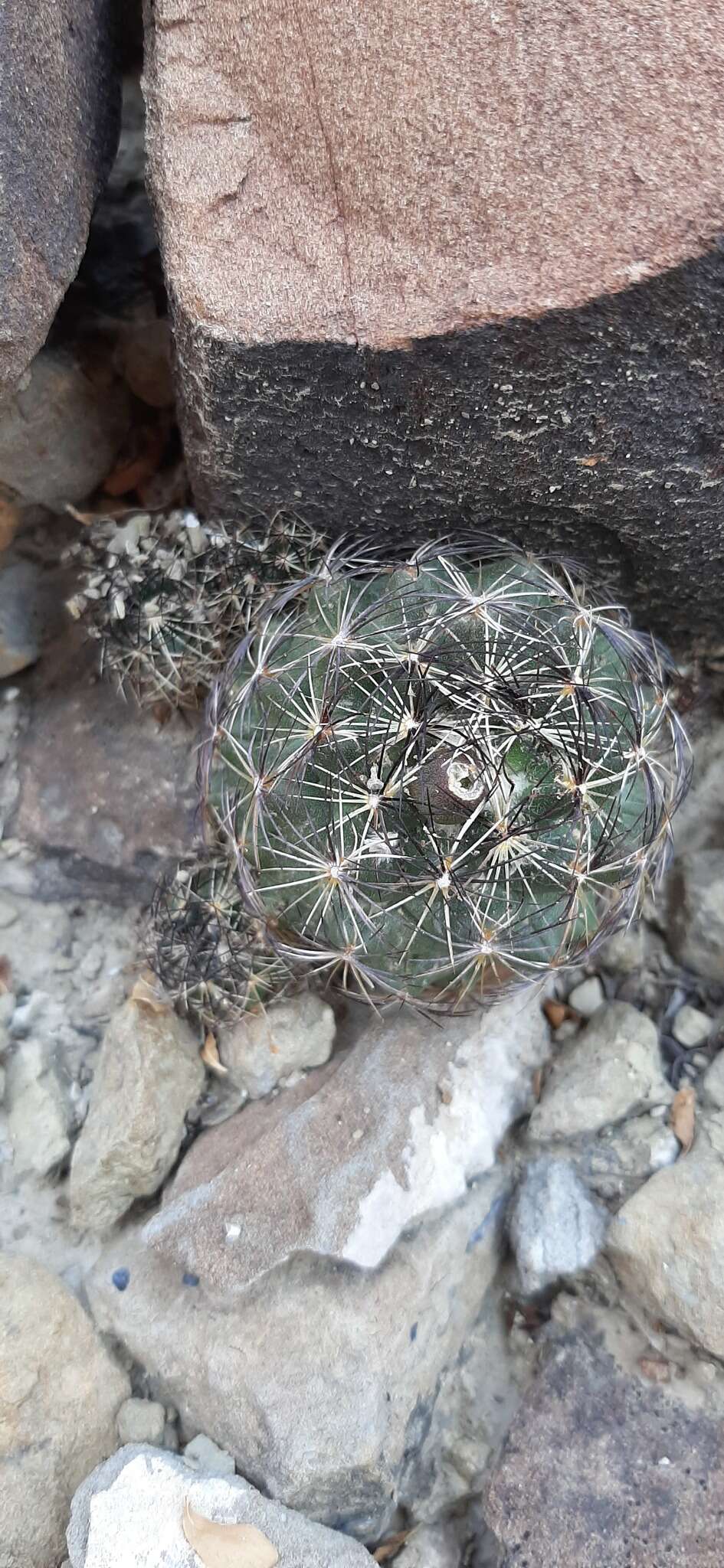 Image of Nickels' cactus