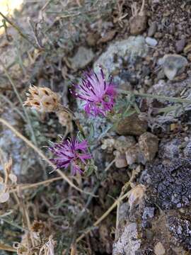 Centaurea sterilis Stev. resmi