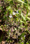 Image de Euphrasia pectinata Ten.