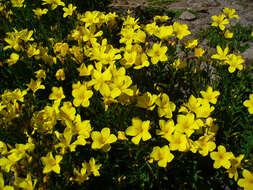 Image of golden flax