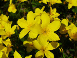 Image of golden flax