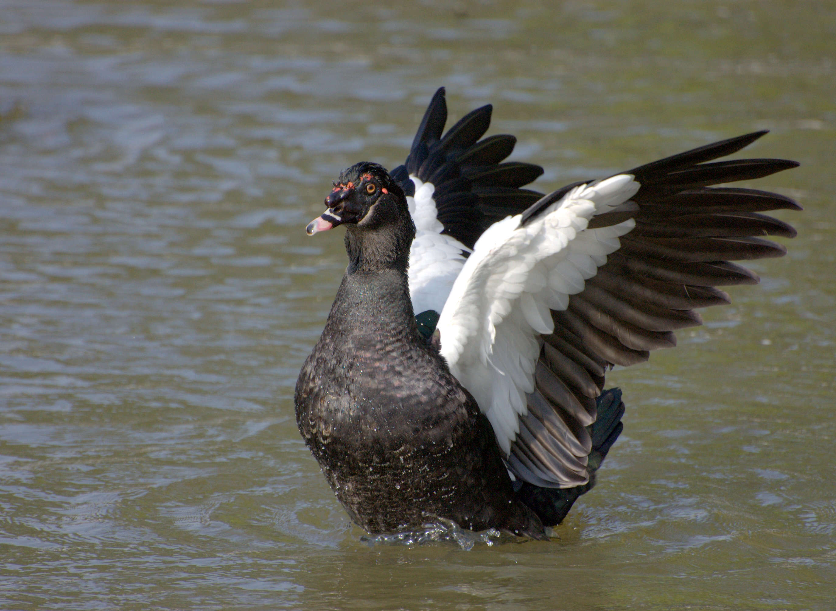 Image of Cairina Fleming & J 1822