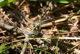 Imagem de Cordulegaster diadema Selys 1868