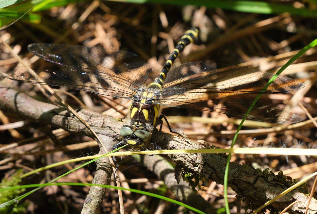 Image of Cordulegaster diadema Selys 1868