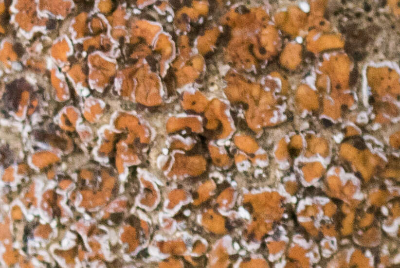 Image of fishscale lichen