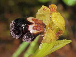 Image of Ophrys omegaifera subsp. dyris (Maire) Del Prete