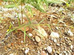 Image of Penstemon wislizenii (A. Gray) Straw