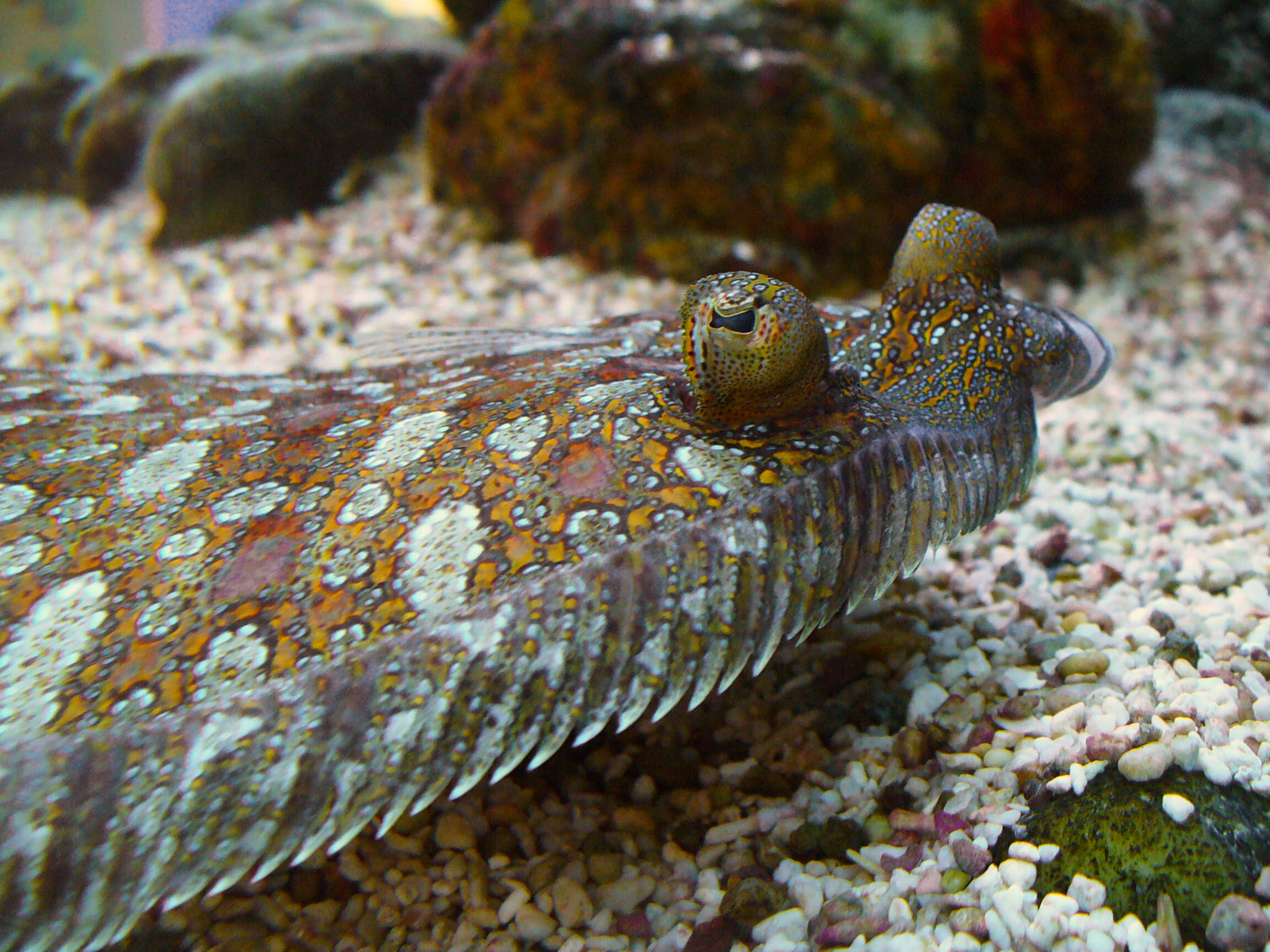 Image of Wide-eyed Flounder