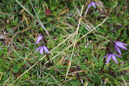 Image of Gentianella rapunculoides (Willd. ex Schultes) J. S. Pringle