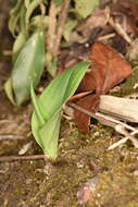 Слика од Platanthera minor (Miq.) Rchb. fil.