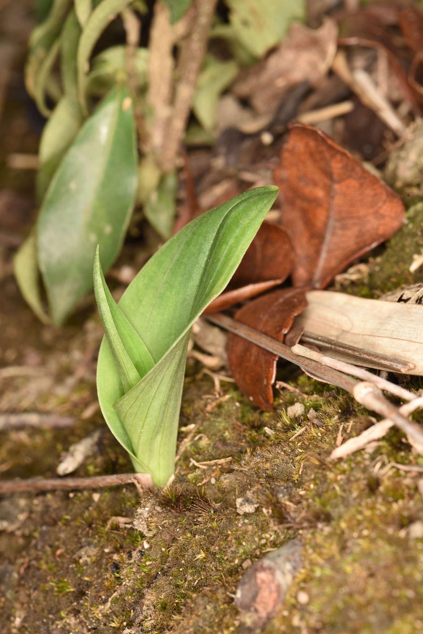 Слика од Platanthera minor (Miq.) Rchb. fil.