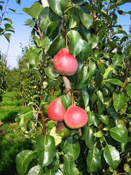 Plancia ëd Pyrus communis L.