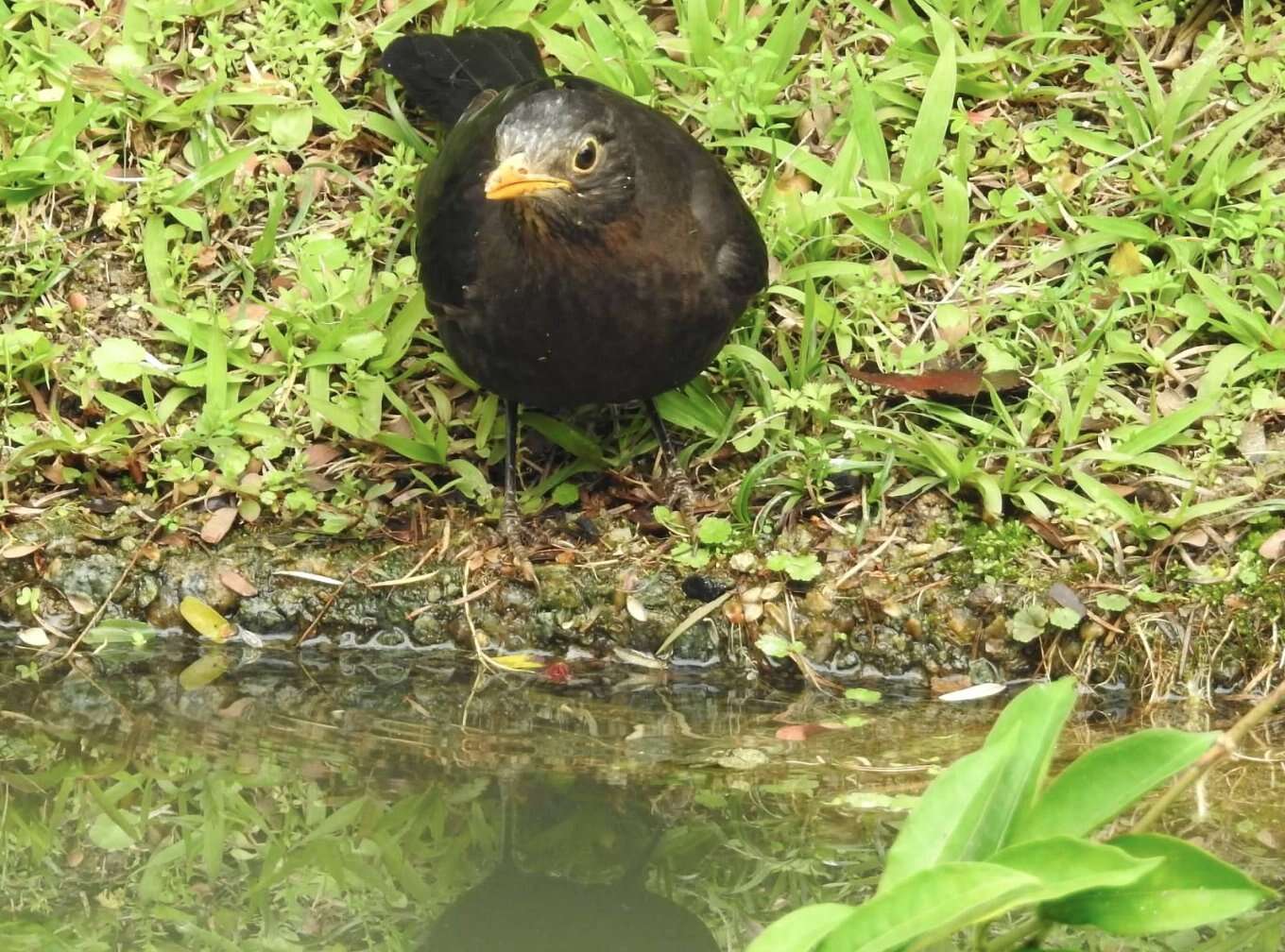 Image of Chinese Blackbird