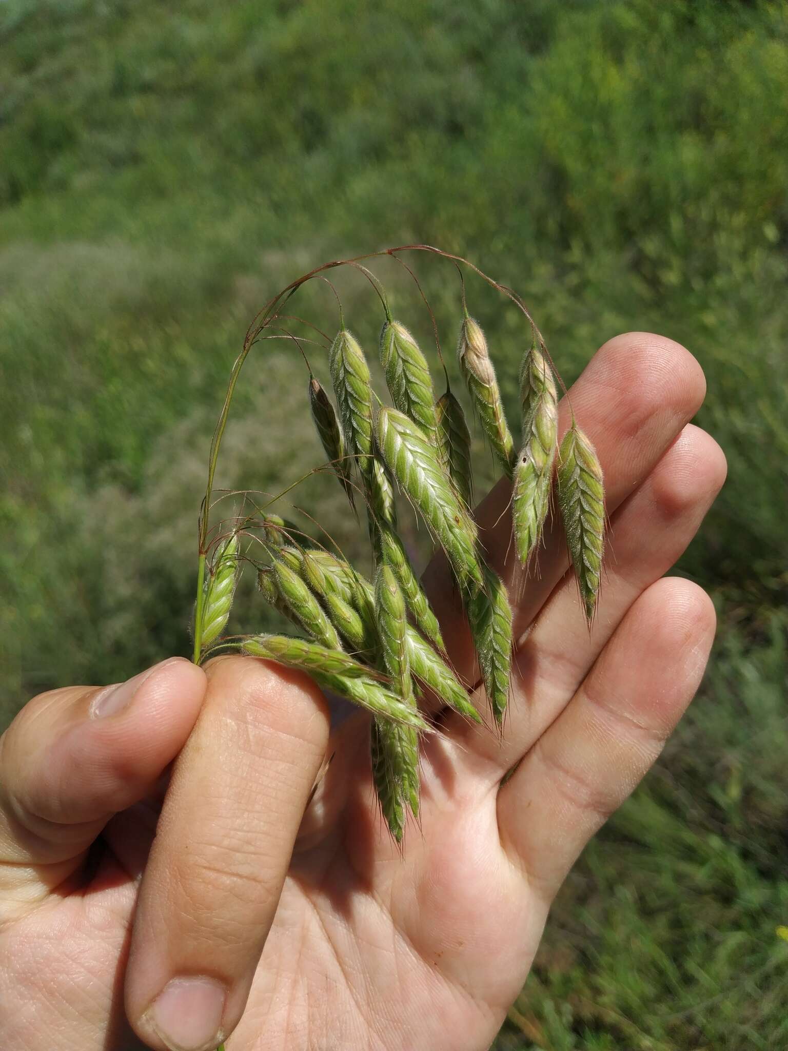 Image of corn brome