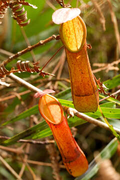 Слика од Nepenthes tentaculata Hook. fil.