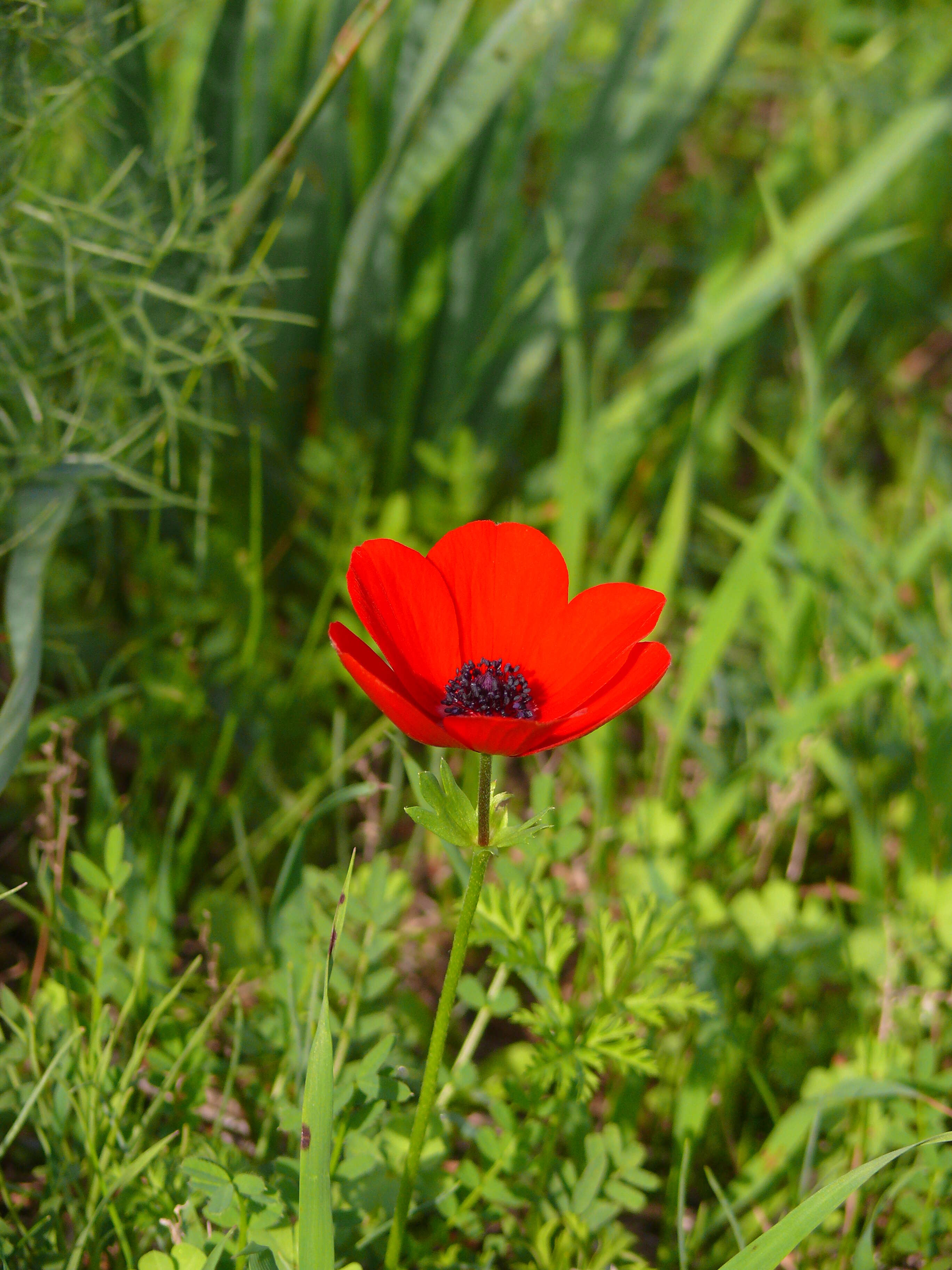 Image of lilies-of-the-field