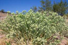 Image of Thurber's sandpaper plant