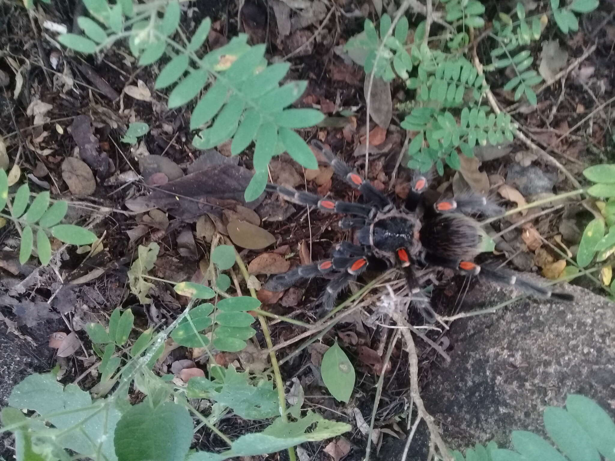 Image of Mexican flameknee tarantula