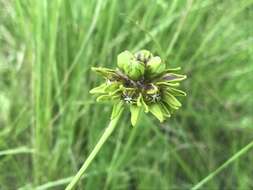 Image of Cordylogyne argillicola Dinter