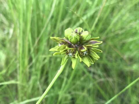 Image de Cordylogyne argillicola Dinter