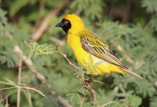 Image of African Masked Weaver