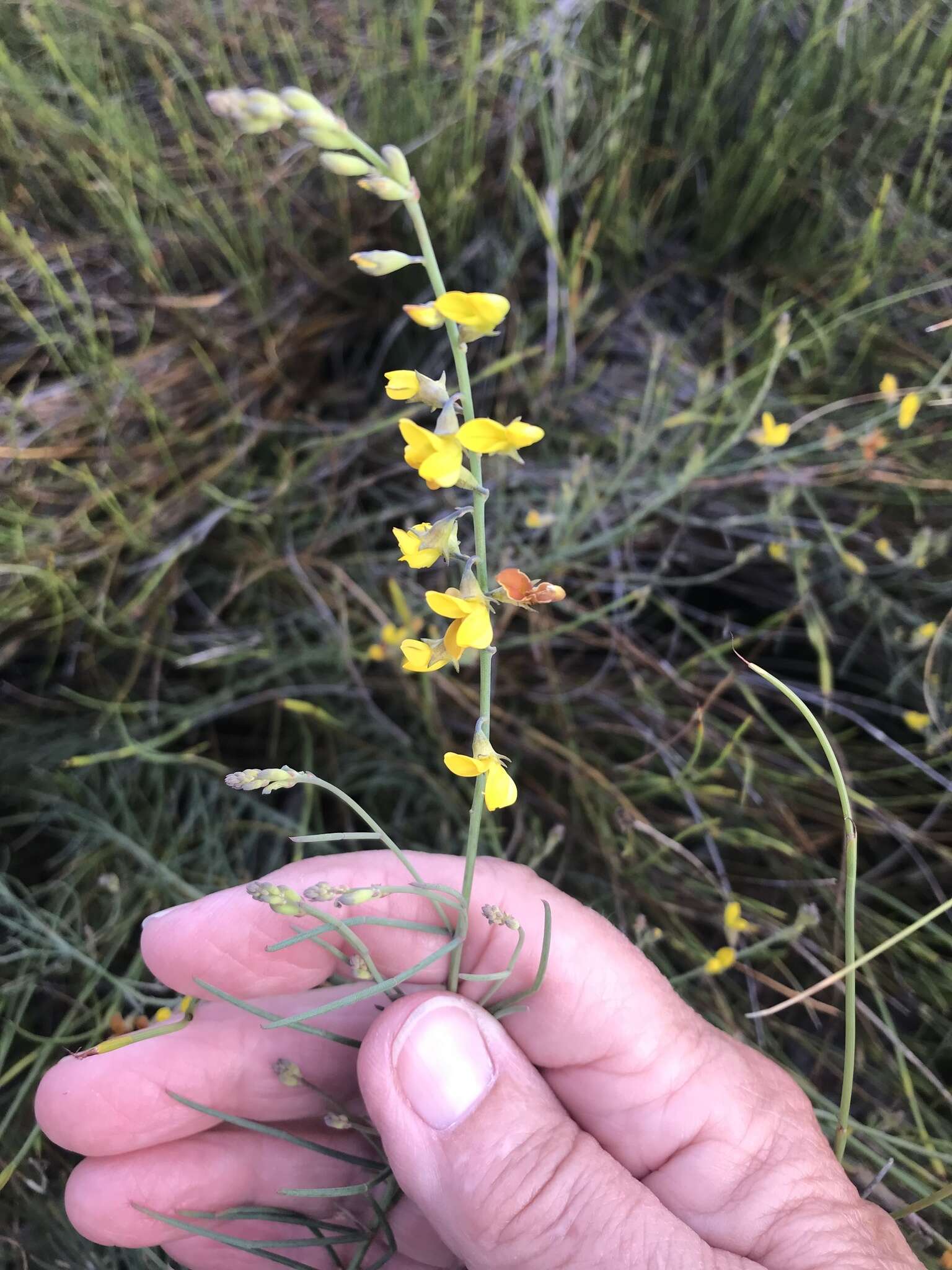 Image of Lebeckia contaminata (L.) Thunb.