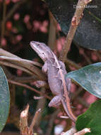 Image of Chiapas Ornate Anole