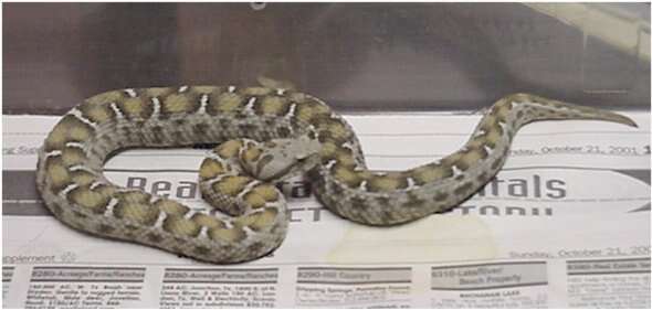Image of Mountain Viper