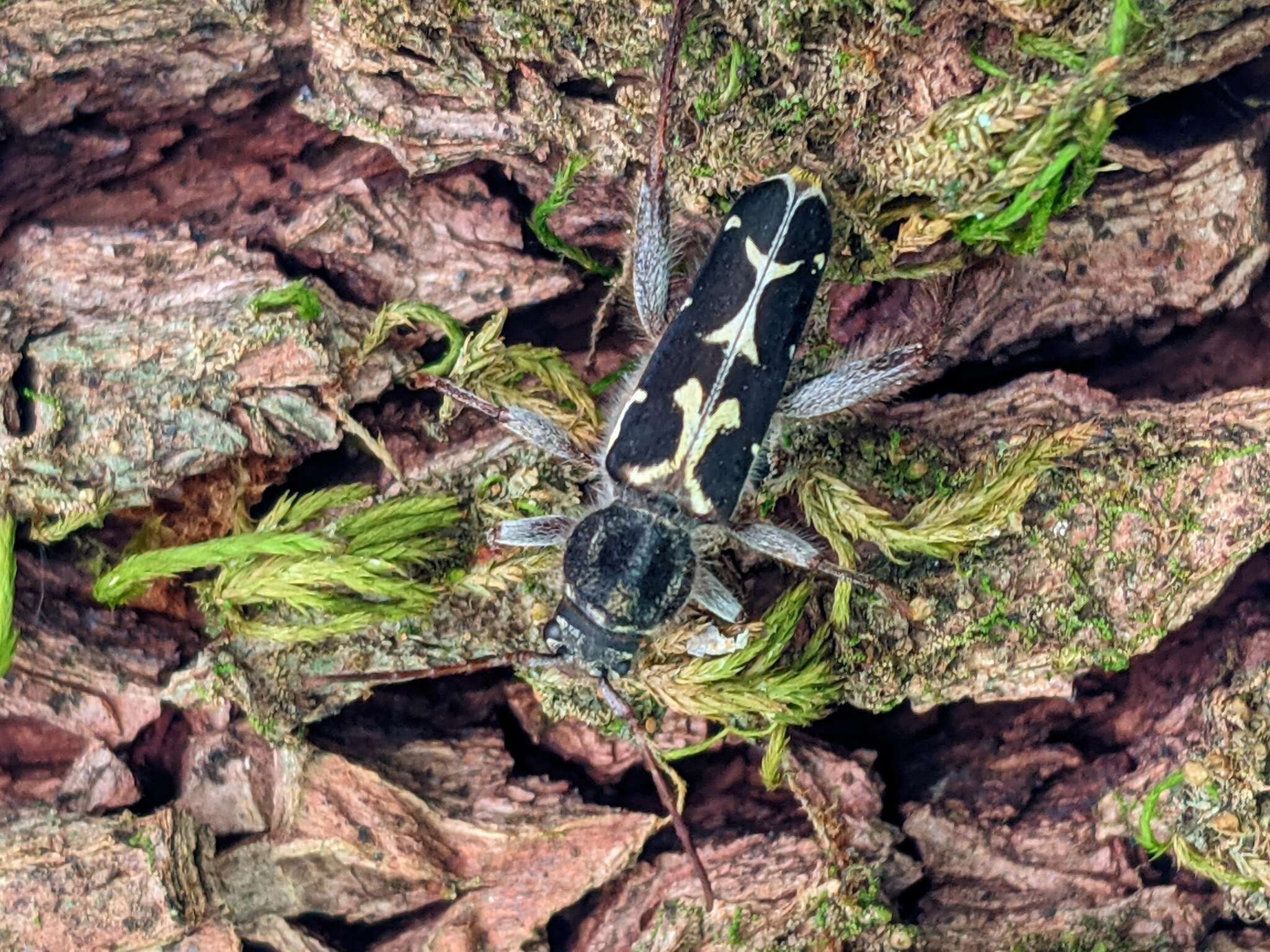 Imagem de Neoclytus conjunctus (Le Conte 1857)