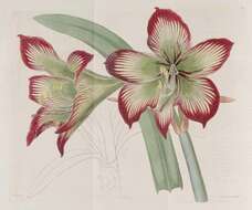 Imagem de Hippeastrum psittacinum (Ker Gawl.) Herb.