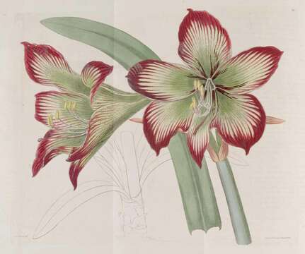 Image of Hippeastrum psittacinum (Ker Gawl.) Herb.