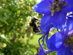 Image of Small garden bumblebee