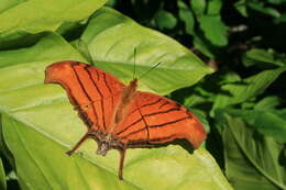 Image of Ruddy Daggerwing