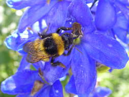 Image of Small garden bumblebee