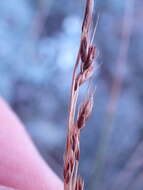 Image of Coleochloa