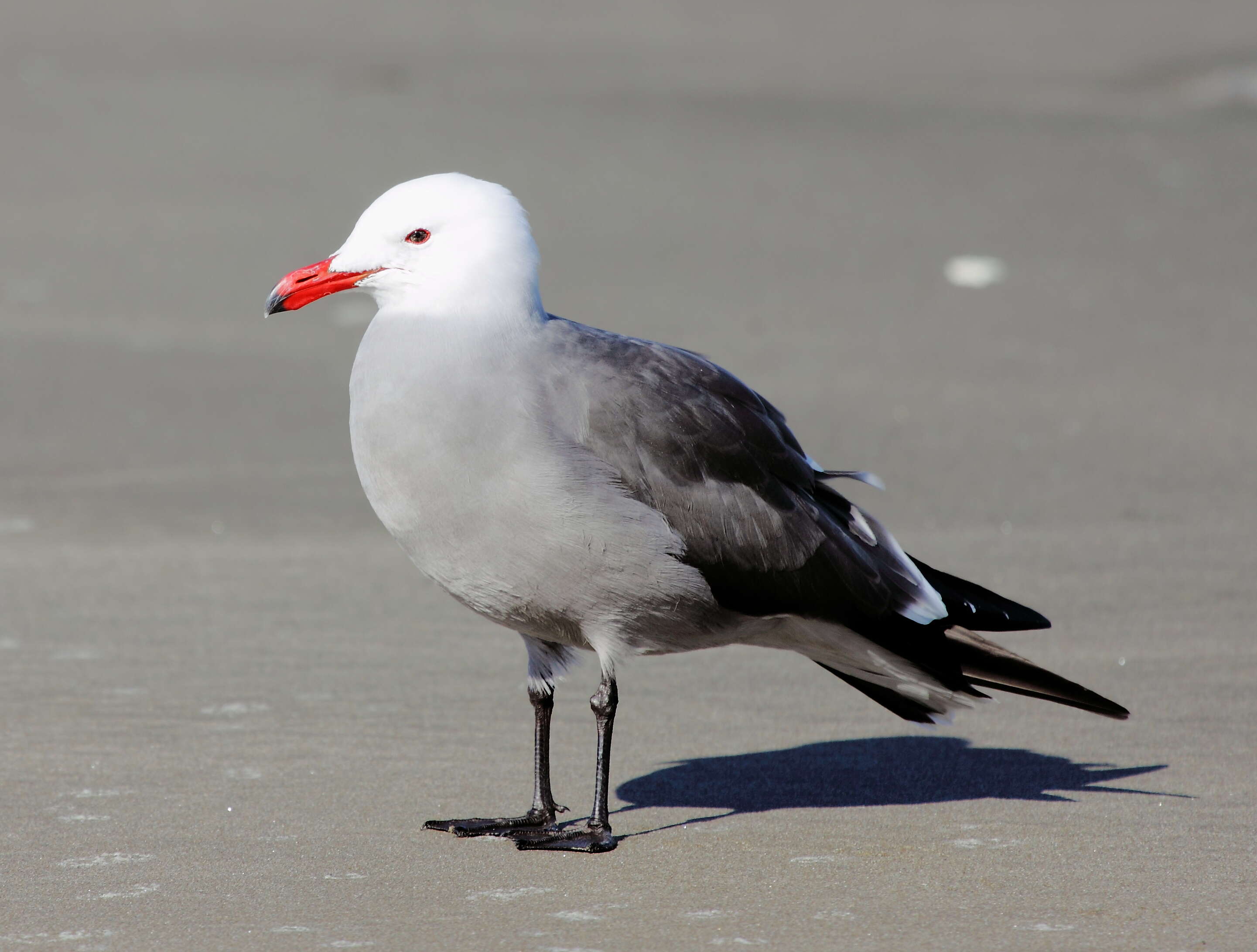 Image of Heermann's Gull