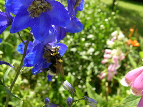 Image of Small garden bumblebee