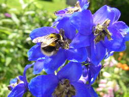 Image of Small garden bumblebee