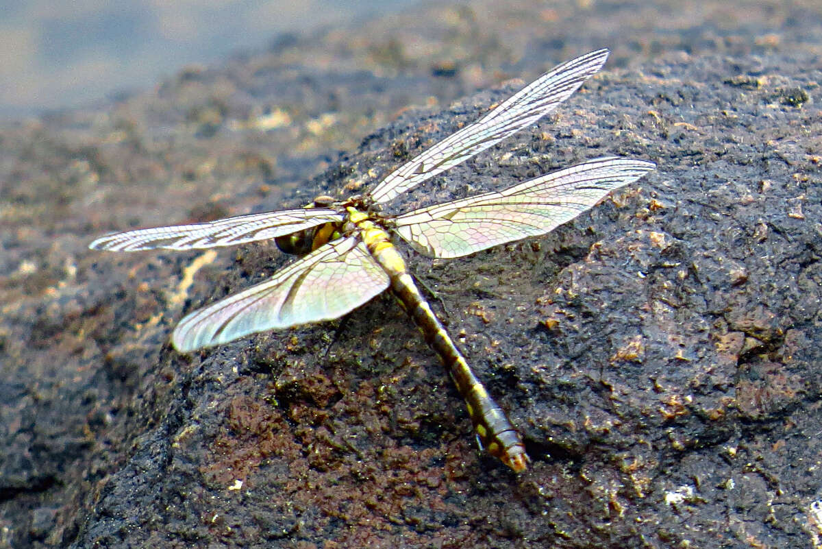 Imagem de Ophiogomphus howei Bromley 1924