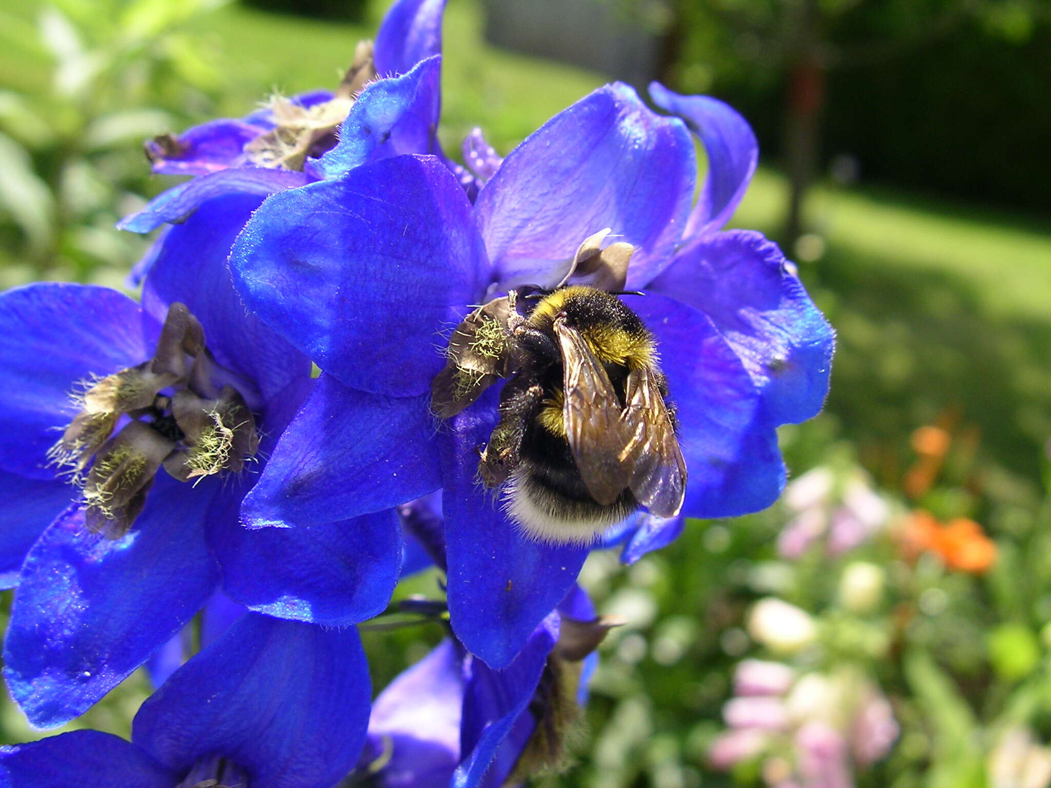 Image of Small garden bumblebee