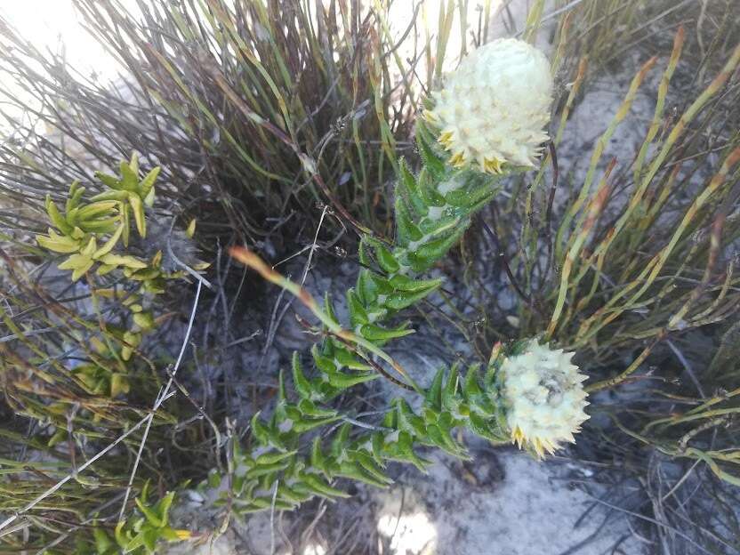 Image of Phylica harveyi (Arn.) Pillans